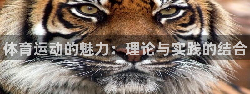 尊龙官网下载平台是正规平台吗知乎：体育运动的魅力：理